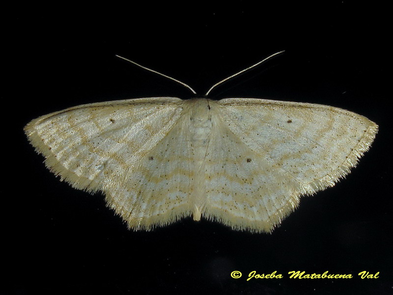 Scopula (Ustocidalia) immutata - Geometridae? S